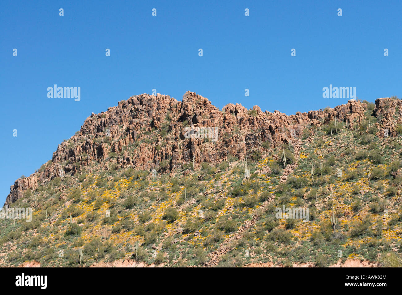 Roccia ignea intrusioni crest la parte superiore di questo coperto di papavero desert hillside a Bartlett lago nella primavera del 2008 Foto Stock