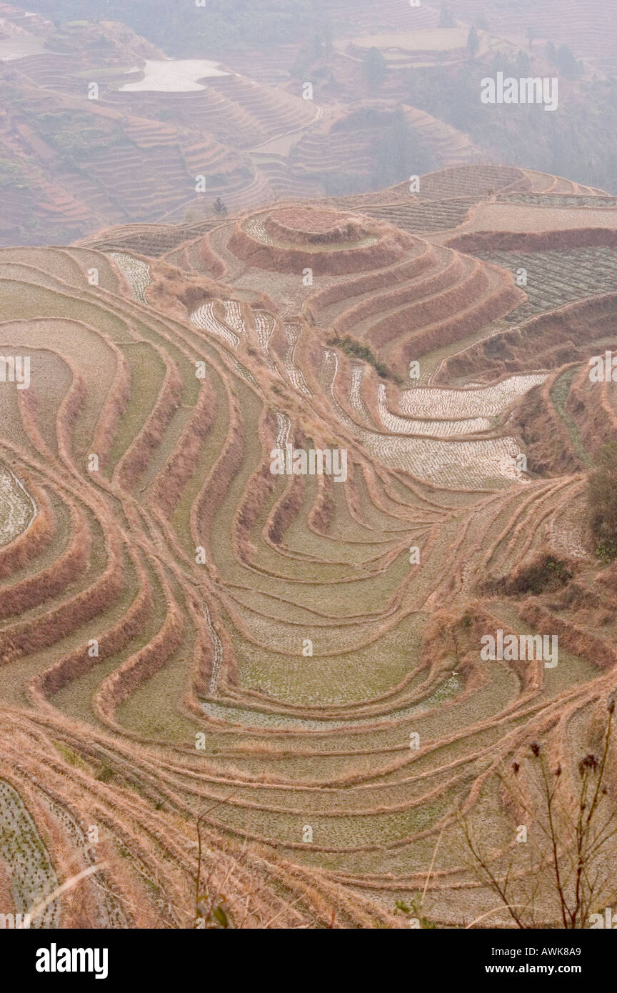 Draghi Backbone terrazze di riso Longsheng Guangxi Cina Foto Stock