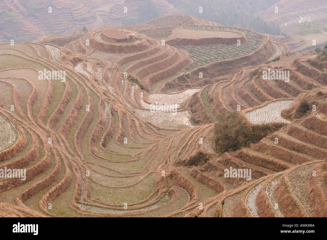 Draghi Backbone terrazze di riso Longsheng Guangxi Cina Foto Stock