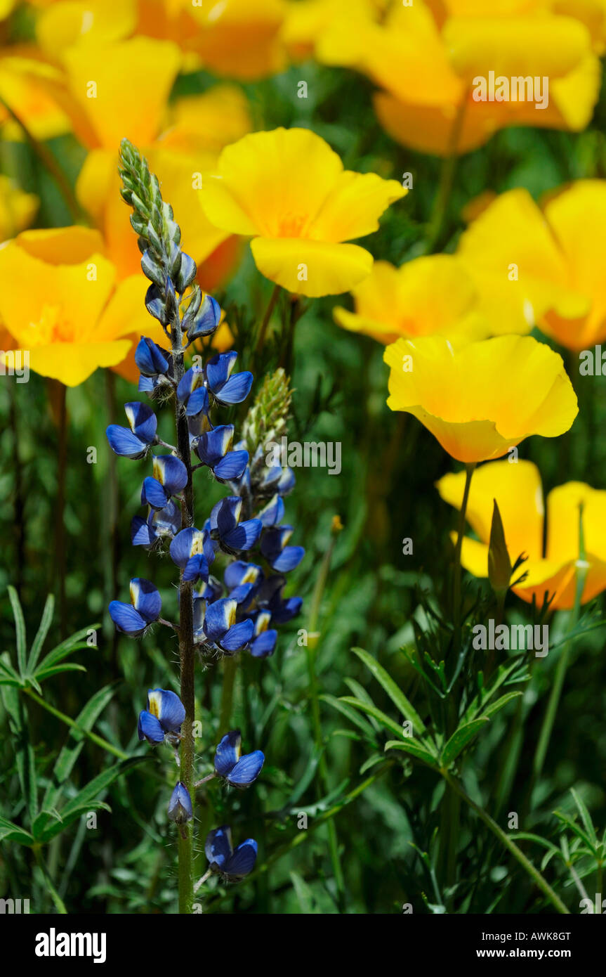 Un unico colore blu fiore di lupino in mezzo di golden poppies in primavera Arizona deserto vicino Bartlett Lago Foto Stock