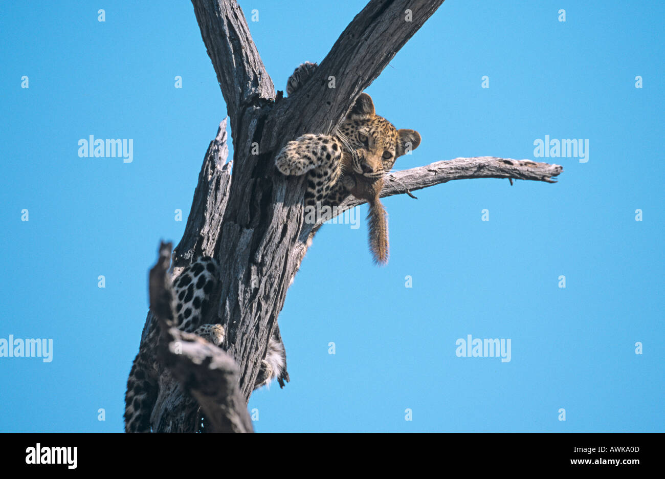Leopard Panthera pardus Cub con lo scoiattolo preda Foto Stock