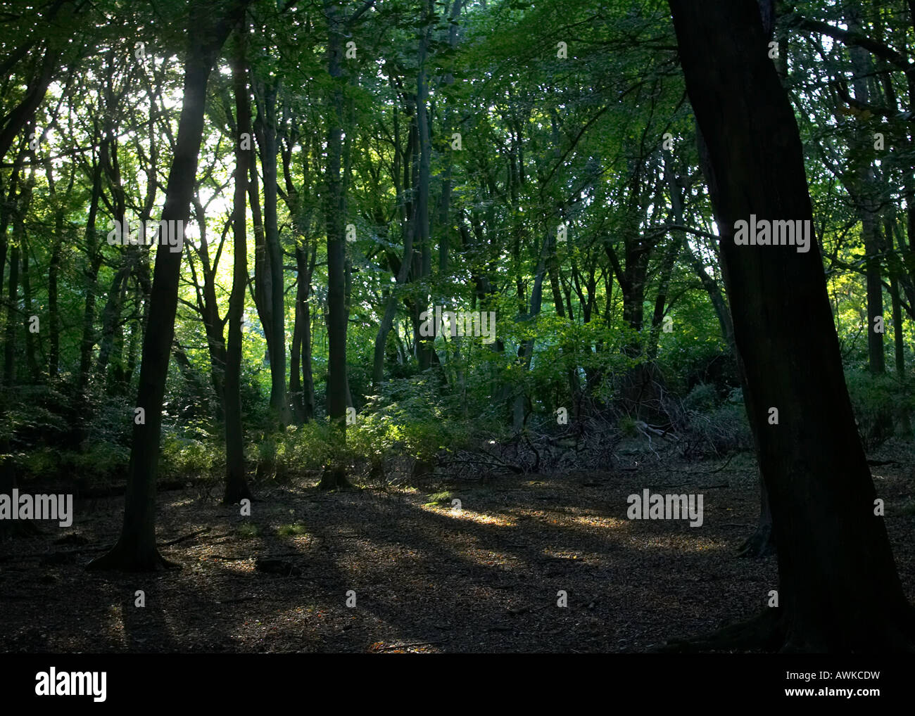 La luce del sole in un oscuro bosco ombreggiato Foto Stock