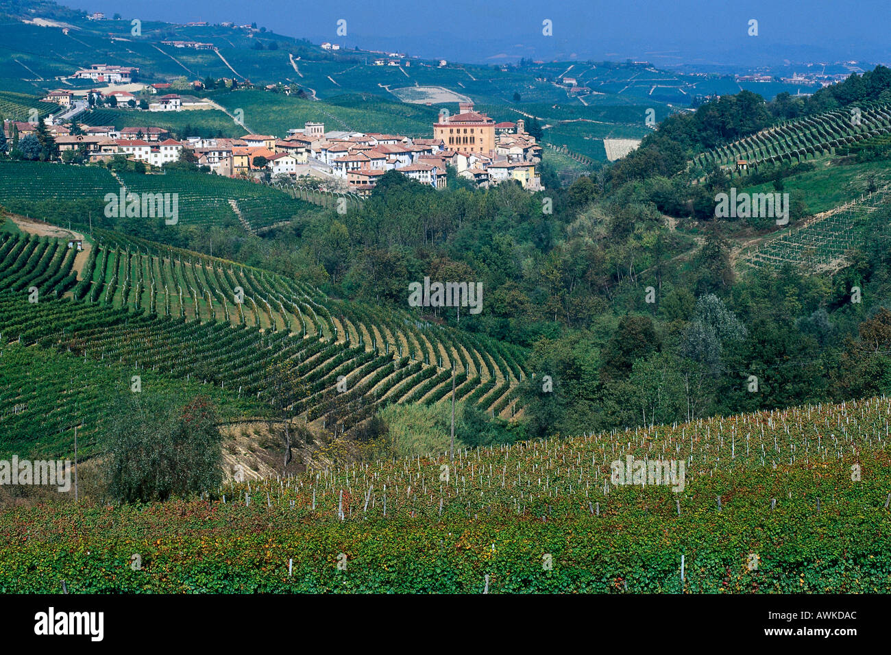 Angolo di alta vista della vigna sul colle, Barolo, Provinz Cuneo, Piemonte, Italia Foto Stock