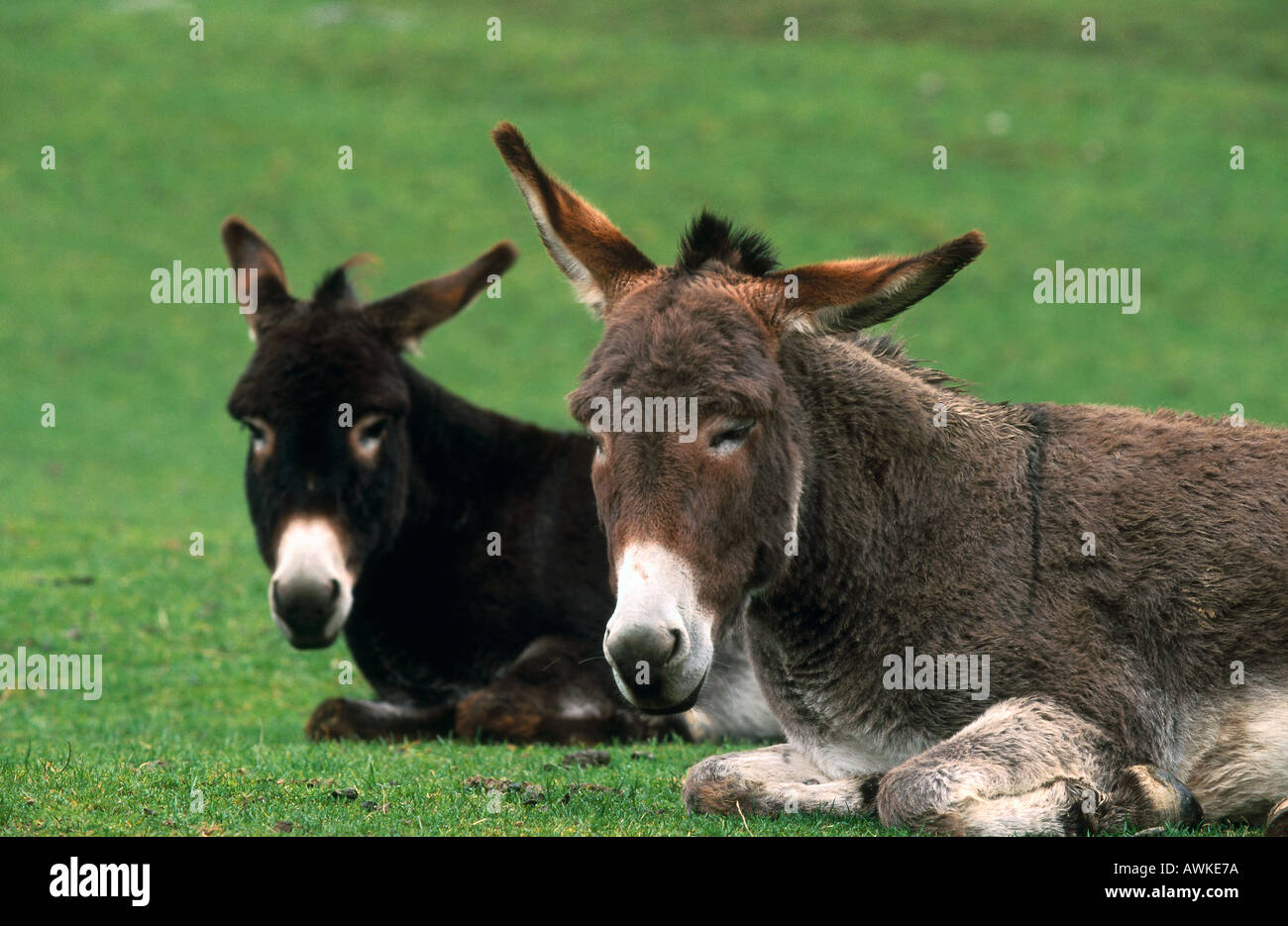 Due asini in appoggio in campo Foto Stock