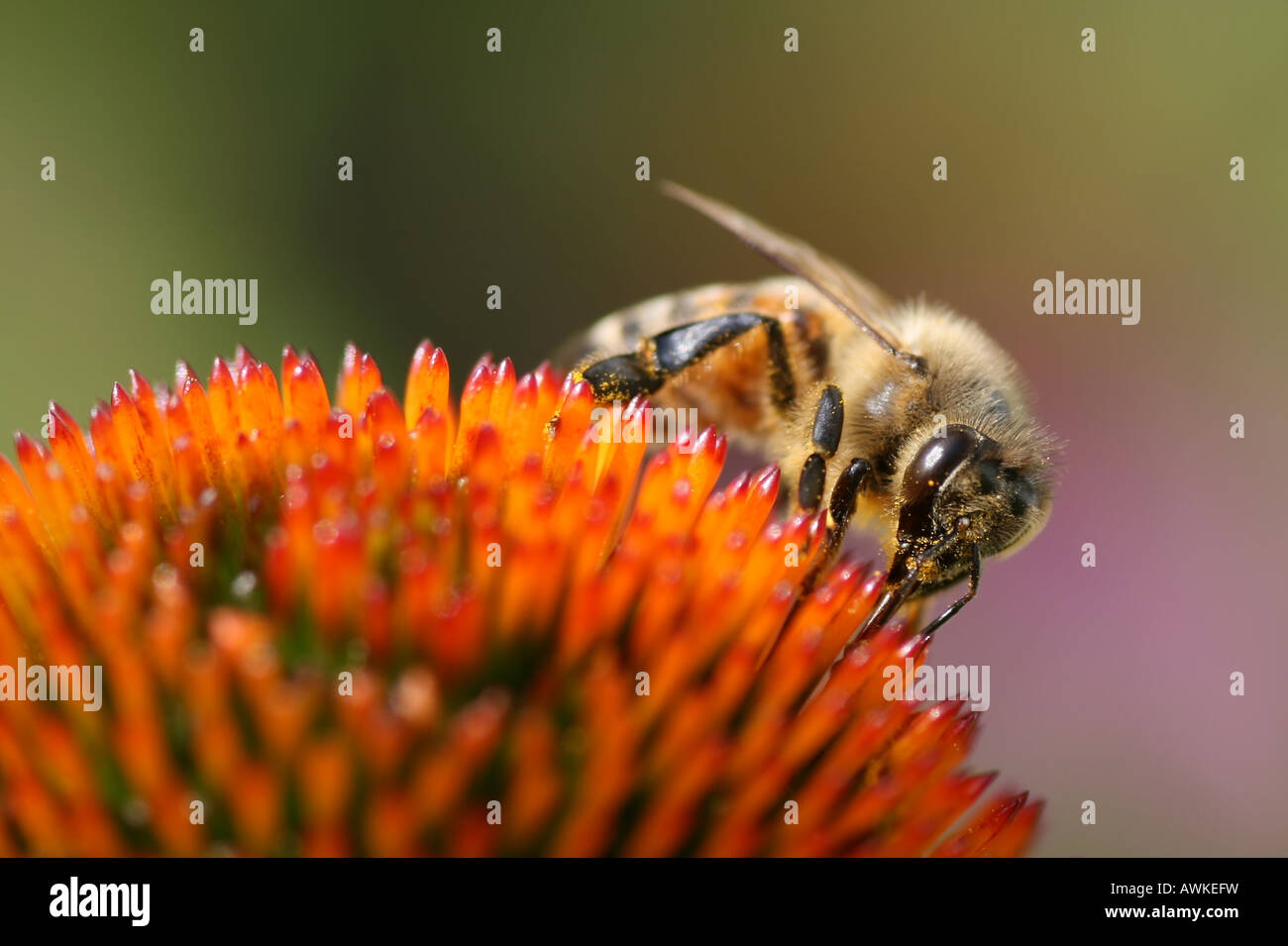 Honey Bee impollinatori Echinacea Purpurea (cono viola fiore) Foto Stock