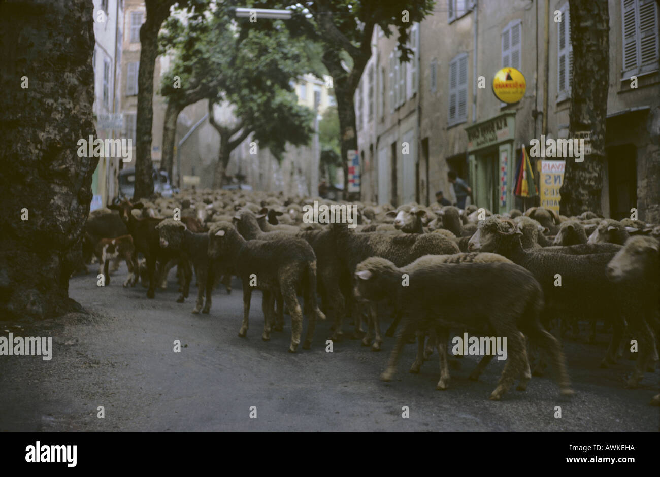 Pecore confinate all'alba attraverso il villaggio francese: Bargemon, durante la transumanza, Provenza, Francia, c. 1960 Foto Stock