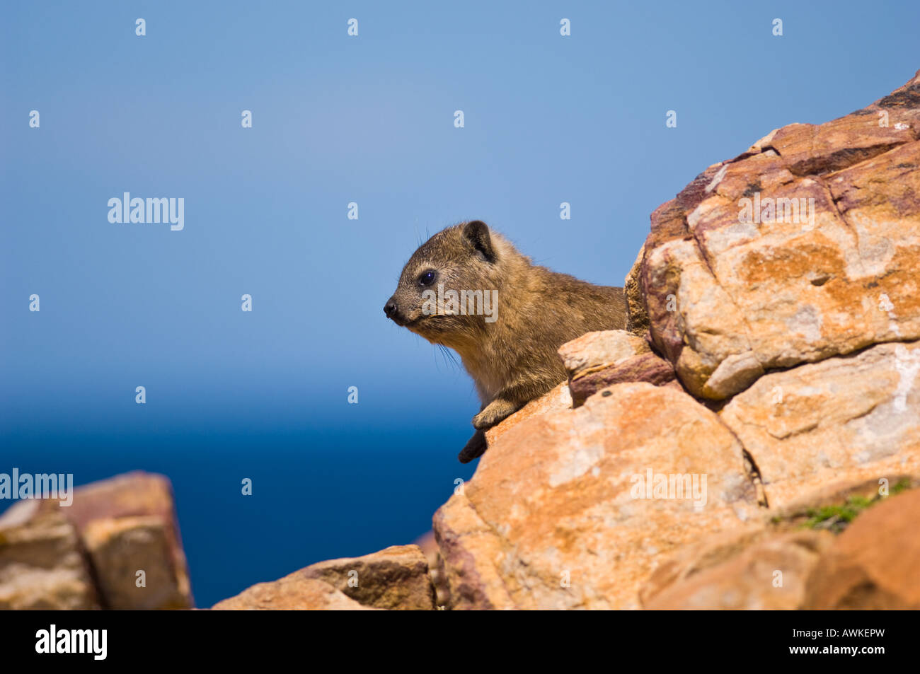 Klipdassie (Rock Hyrax) Mosselbaai SA. Foto Stock