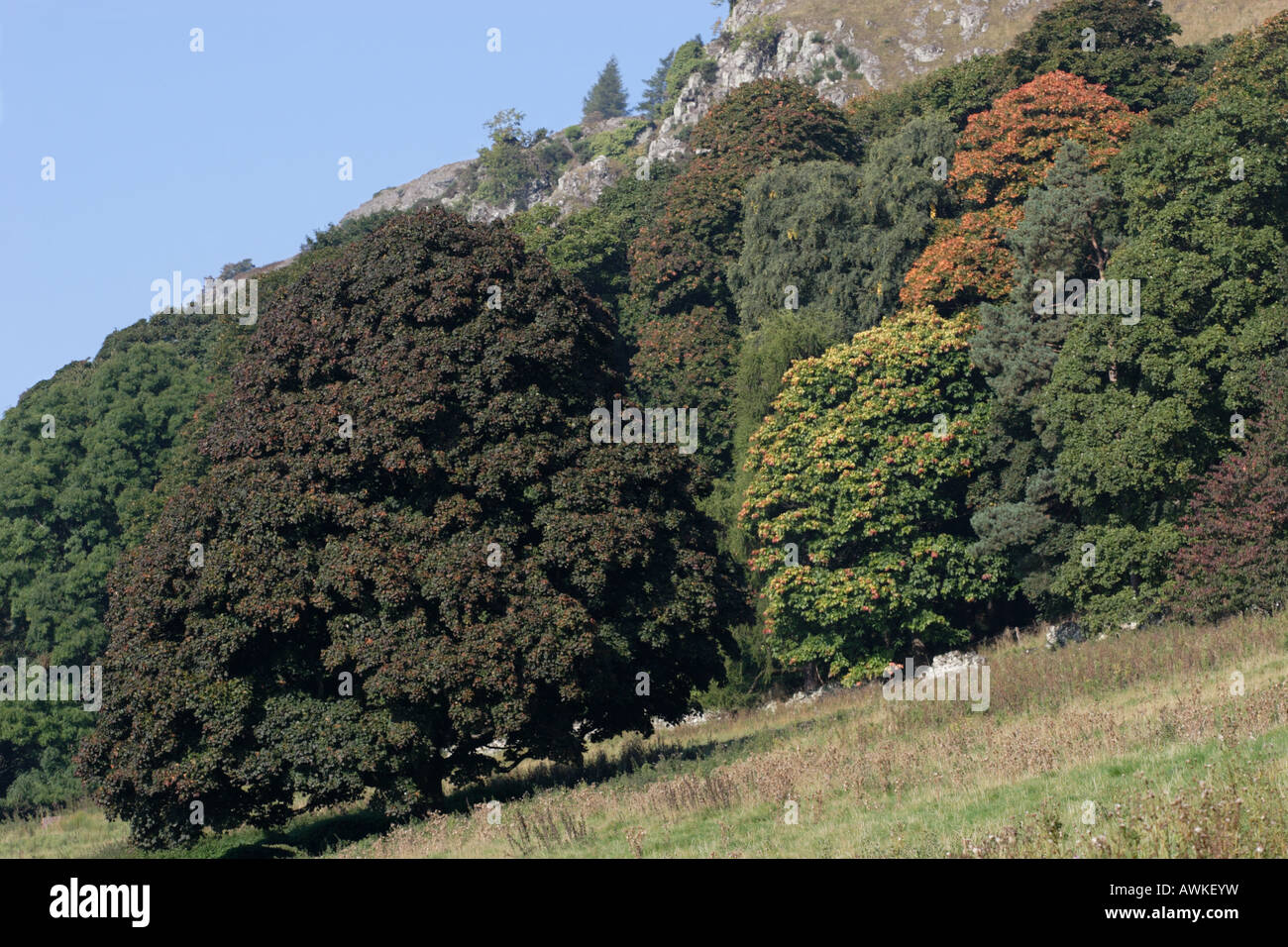 Un mix di latifoglie e conifere con le prime foglie girando per le sfumature dell'autunno. Foto Stock