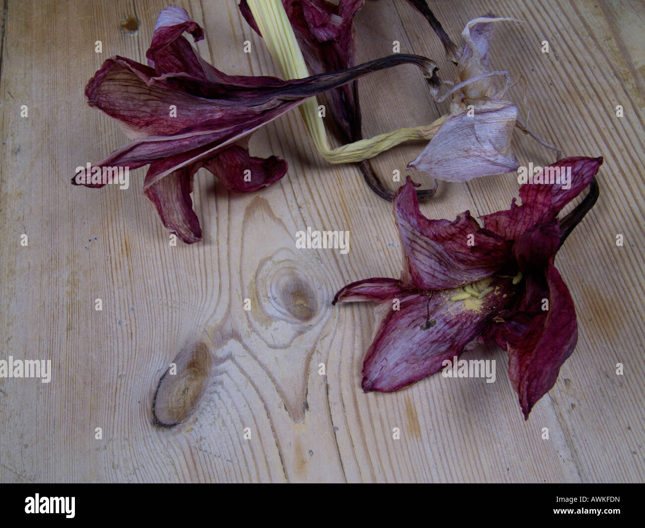 Morto fiore Amirylis Foto Stock
