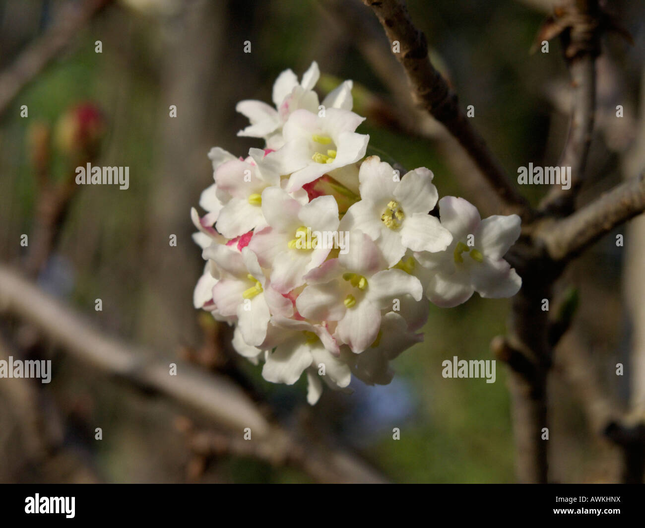 L'Himalayan viburnum (viburnum grandiflorum) Foto Stock