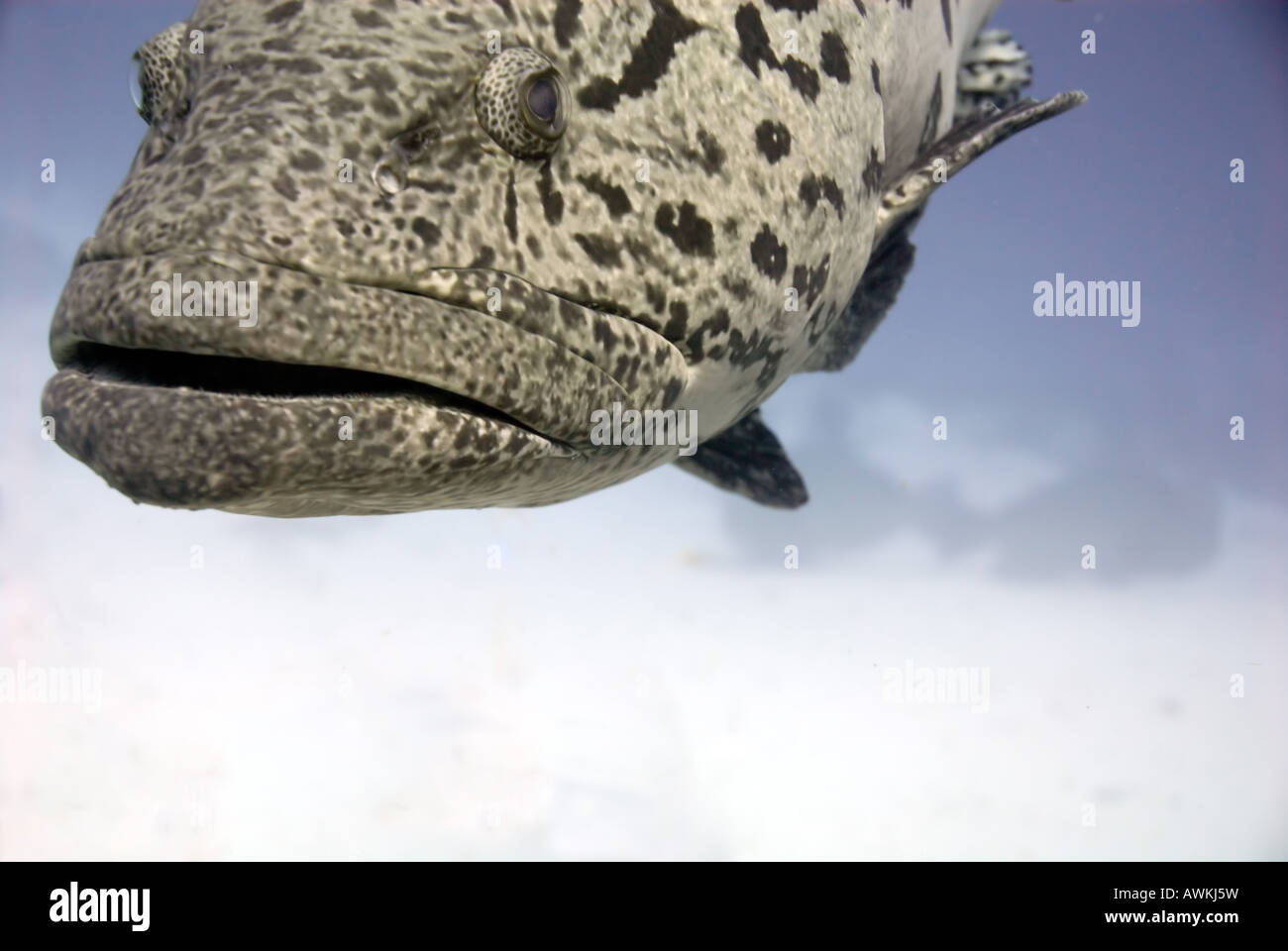 Dettaglio della testa della fecola di patate cod Epinephelus tukula presso il Foro Cod Mermaid Reef Rowley Shoals Australia Occidentale Foto Stock