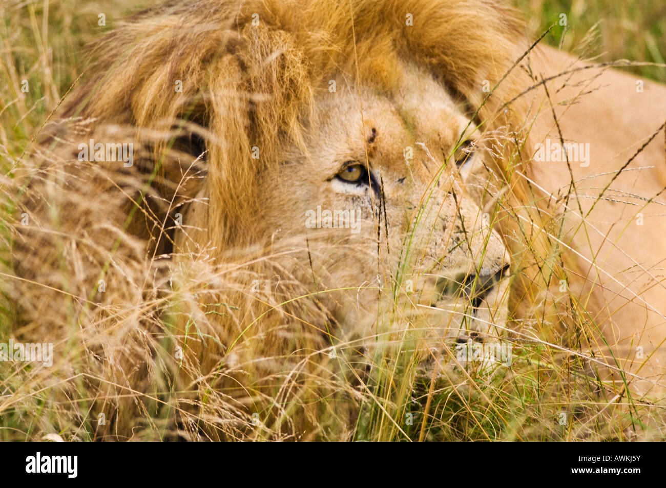 Maschio di leone. Sud Africa. Foto Stock