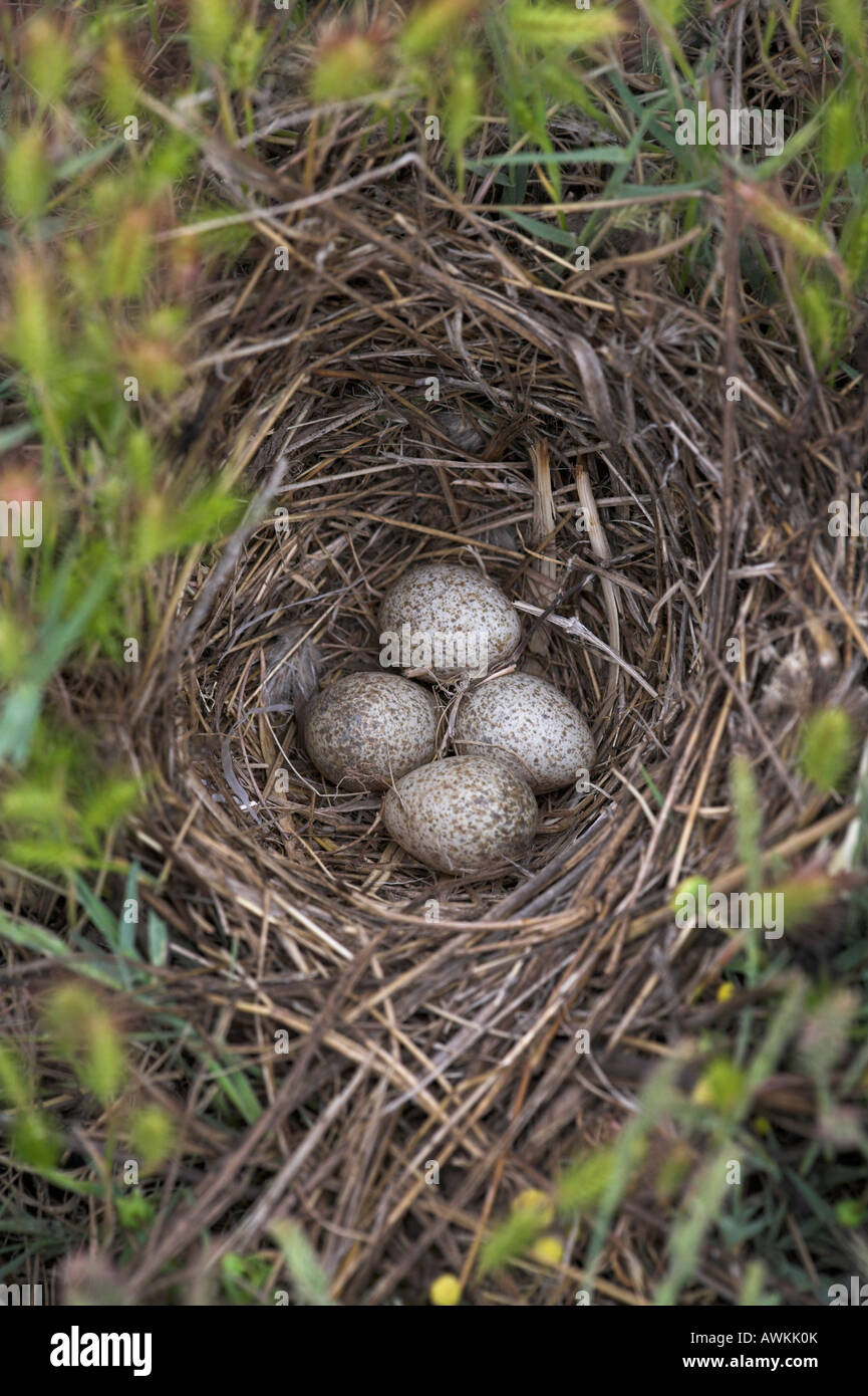 Crested Lark Galerida cristata erba-rigato nido con quattro uova in Lesvos, Grecia in aprile. Foto Stock