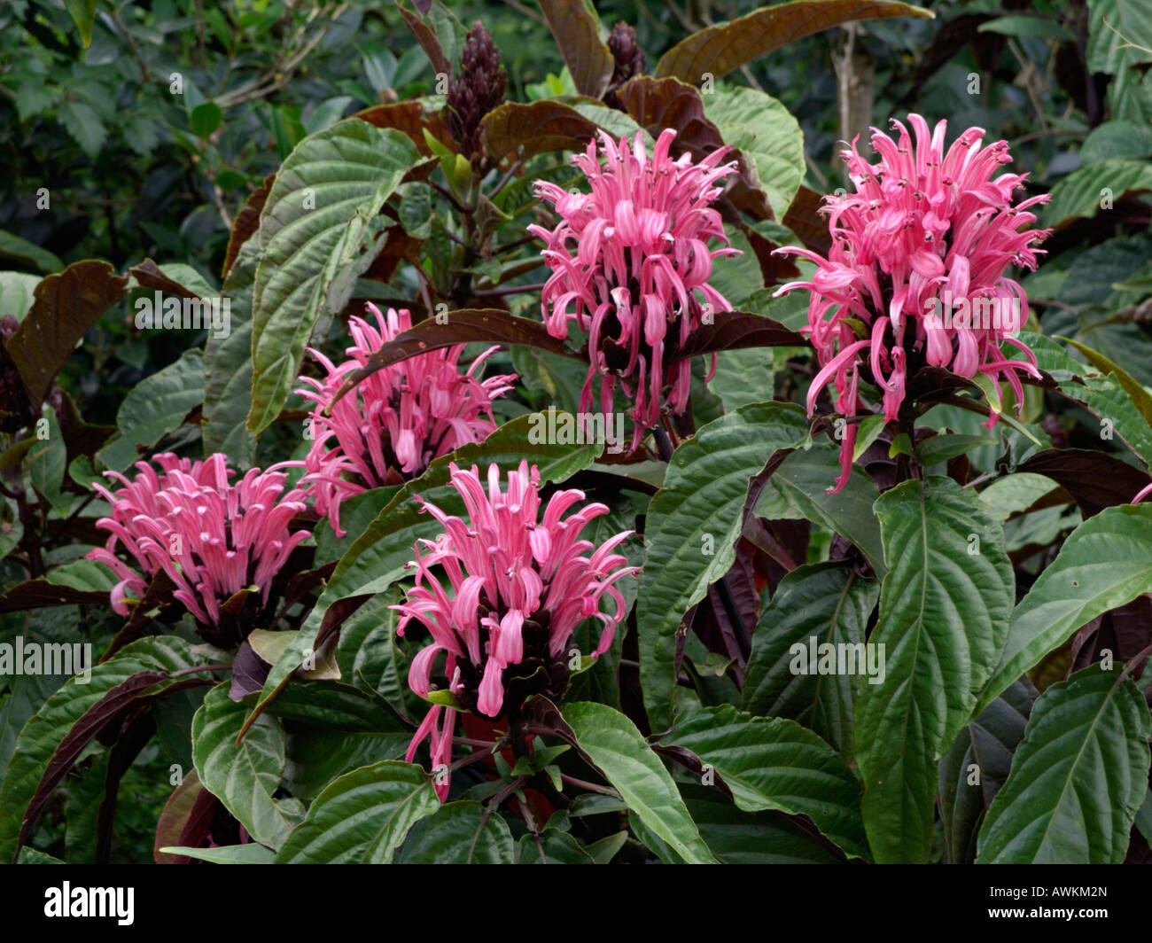 Pennacchio brasiliano fiore (justicia carnea syn. jacobinia carnea) Foto Stock