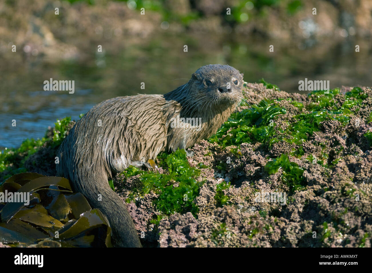 Lontra marina (Lontra felina) o Chungungo, in via di estinzione, Isola di Chiloe, Cile Foto Stock