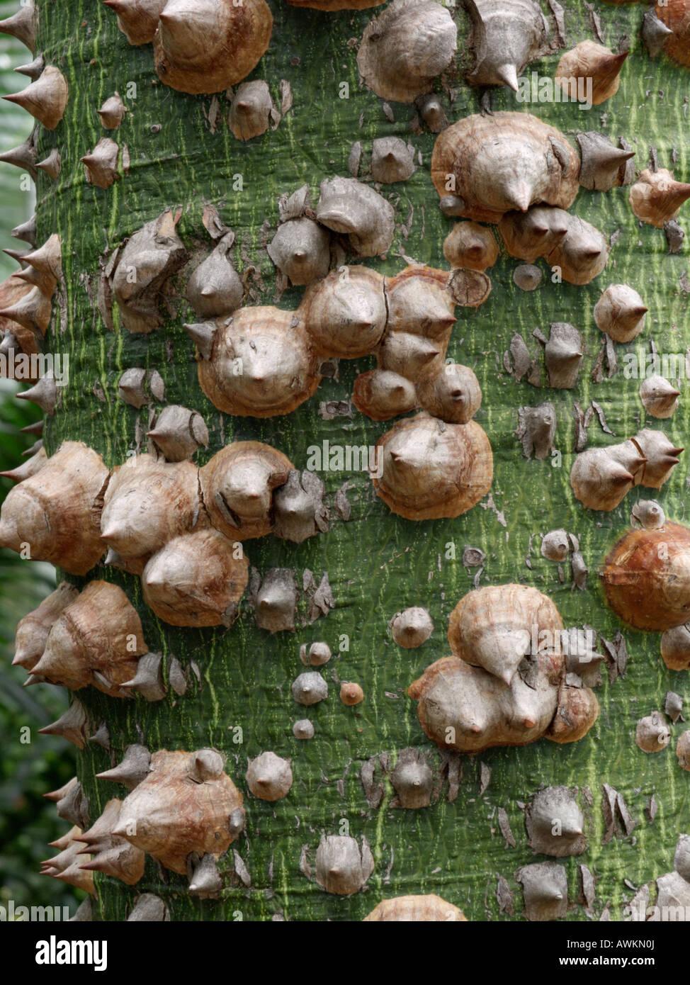 Il filo interdentale in seta tree (ceiba speciosa syn. Chorisia speciosa) Foto Stock