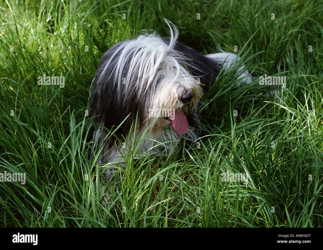 Collie barbuto seduto in erba lunga con la lingua di fuori e gli occhi coperti dai capelli Foto Stock