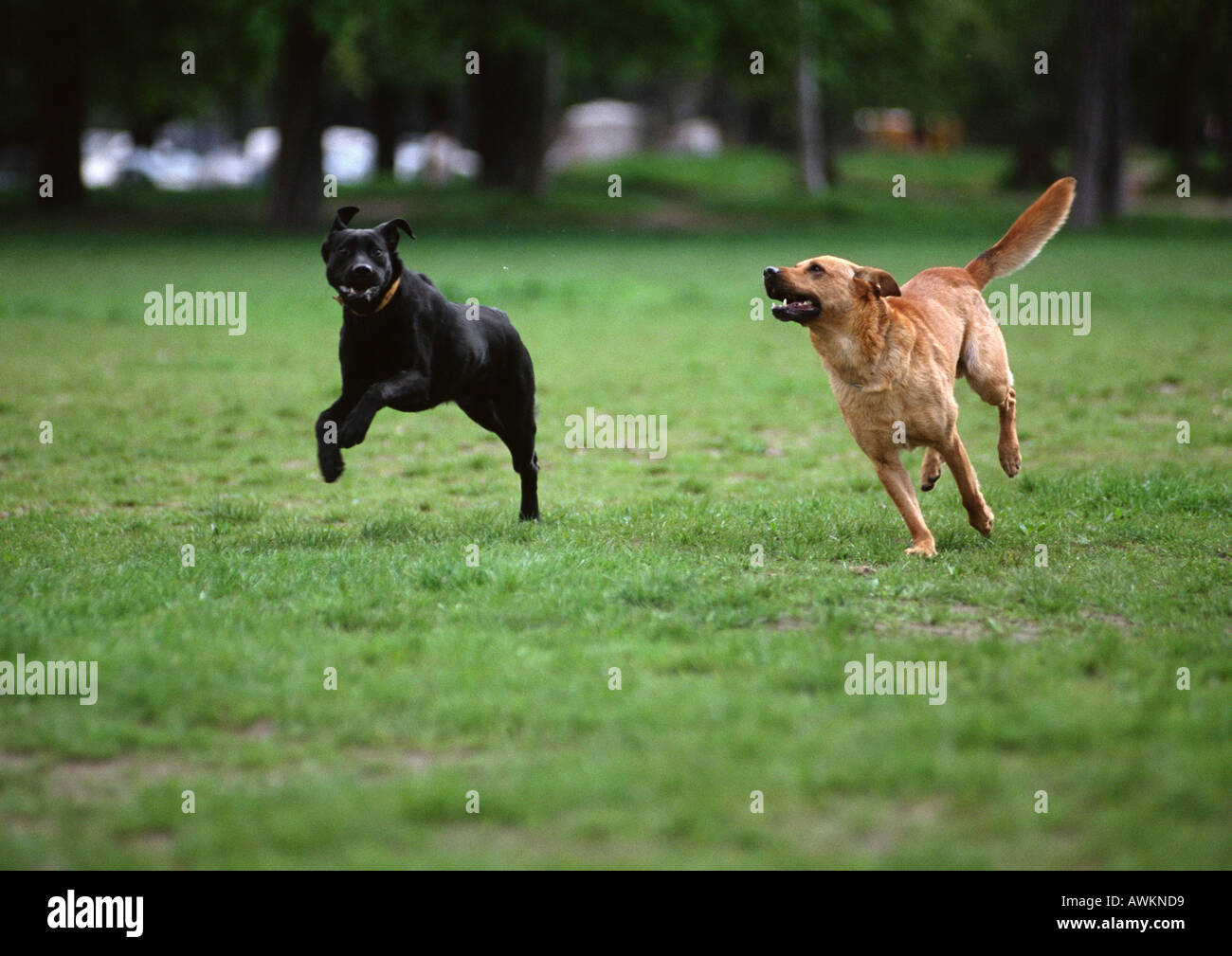 Due cani in esecuzione sul prato erboso. Foto Stock