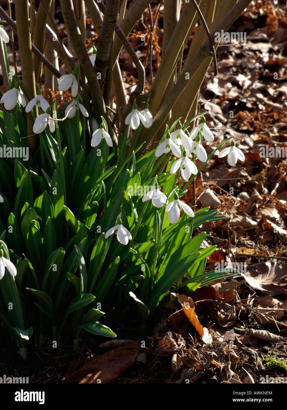 Snowdrop (galanthus plicatus) Foto Stock