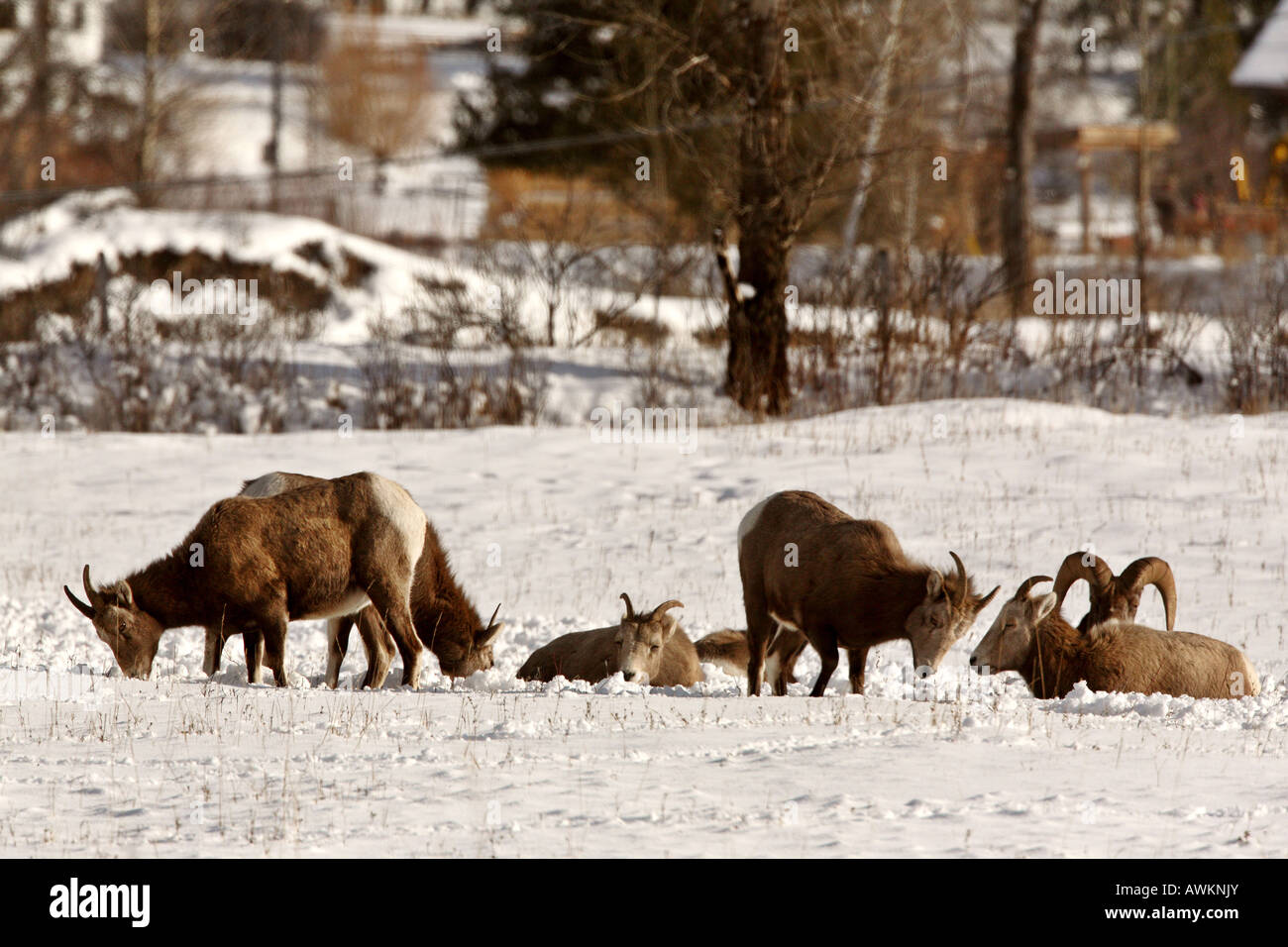 Bighorn in inverno Foto Stock