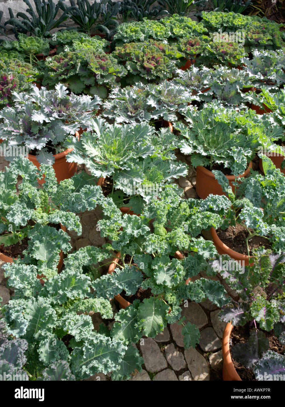 Cavolo (Brassica oleracea) Foto Stock