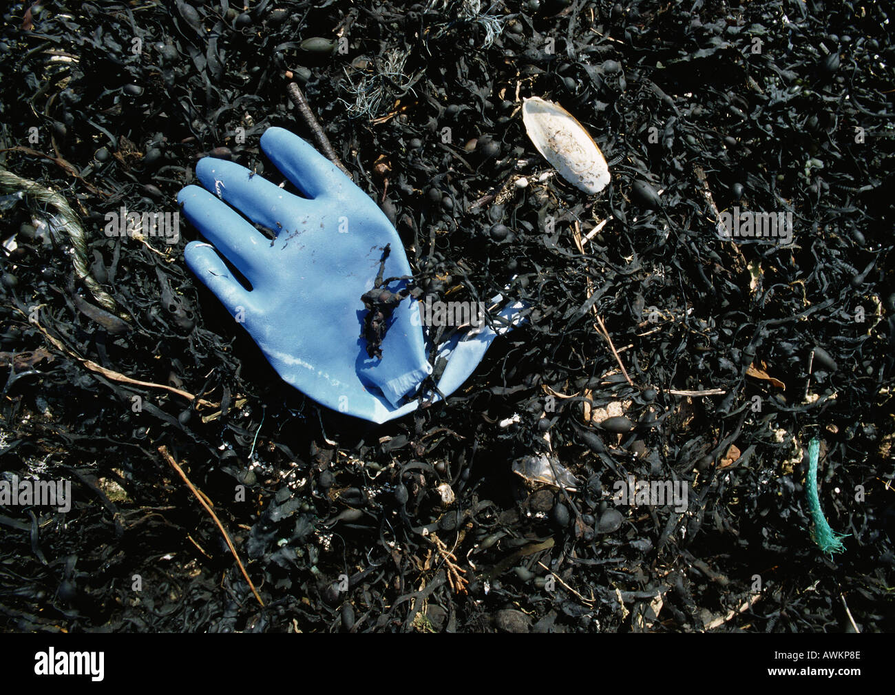 Blue guanto di gomma e di alghe lavato fino in spiaggia Foto Stock