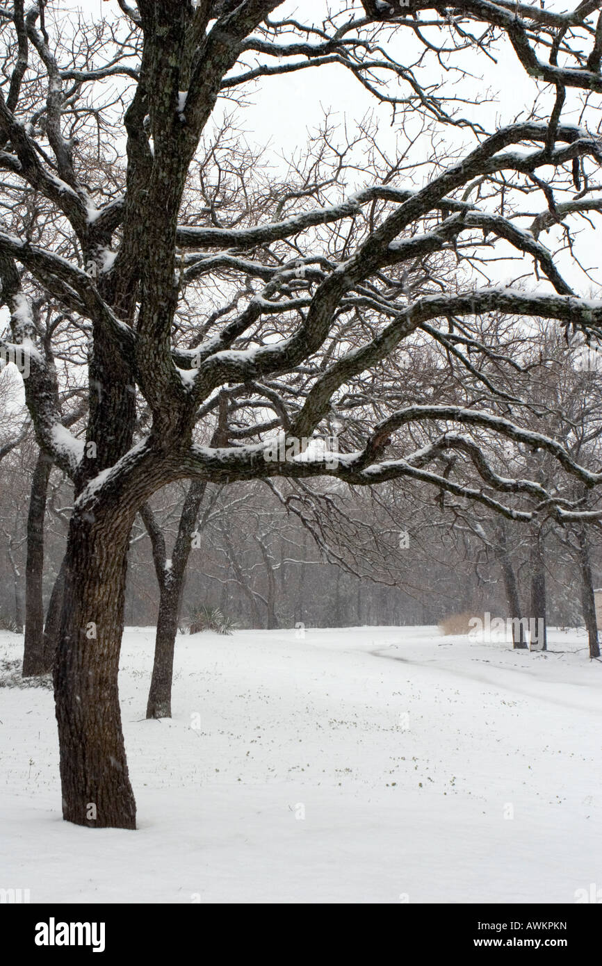 Neve caduta sul Post Oak Tree Foto Stock