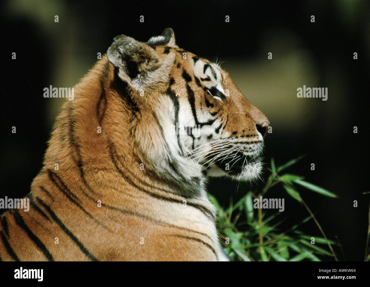 Tigre del Bengala (Panthera tigris tigris), testa e spalle, vista laterale Foto Stock