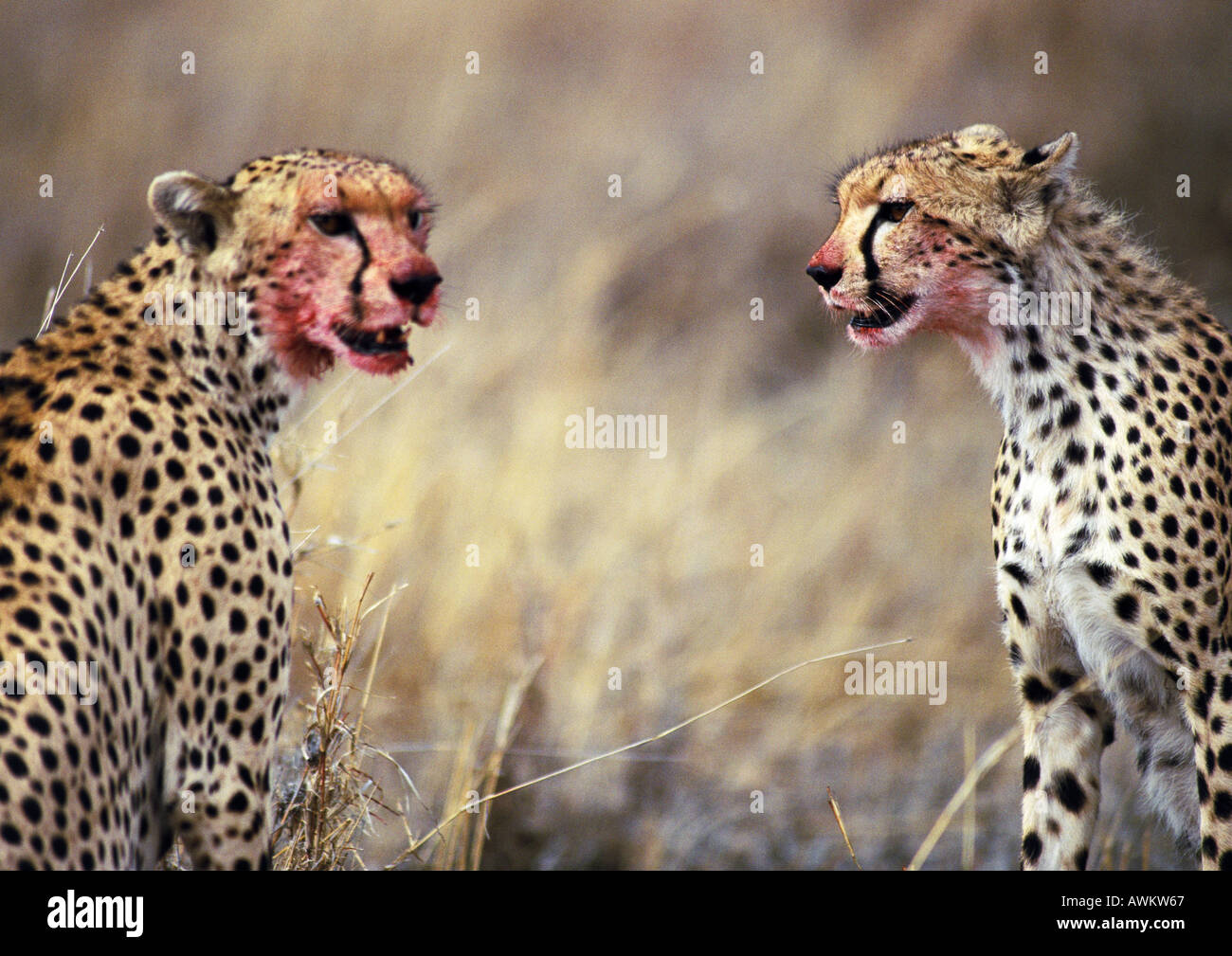 East African ghepardi (Acinonyx jubatus raineyii) con macchiate di sangue volti Foto Stock