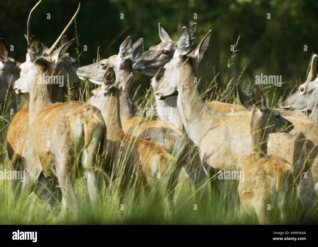 Allevamento di Europa occidentale il cervo (Cervus elaphus elaphus) Foto Stock