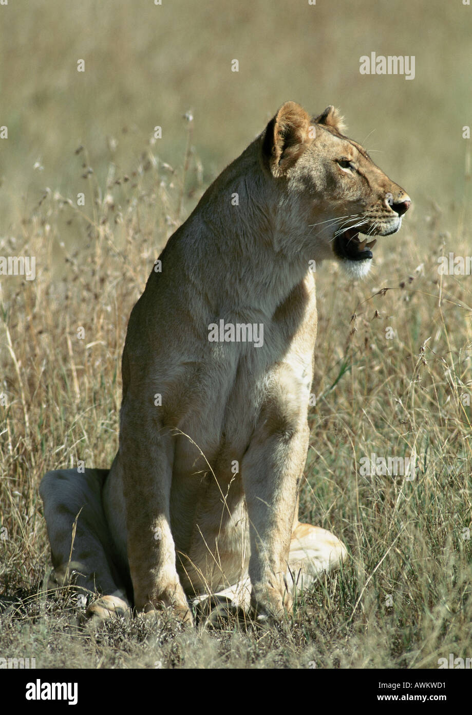 Leonessa (Panthera leo) seduto in erba a piena lunghezza Foto Stock