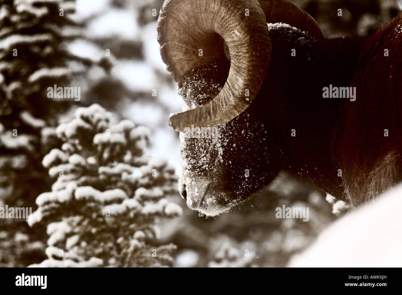 Bighorn in inverno Foto Stock