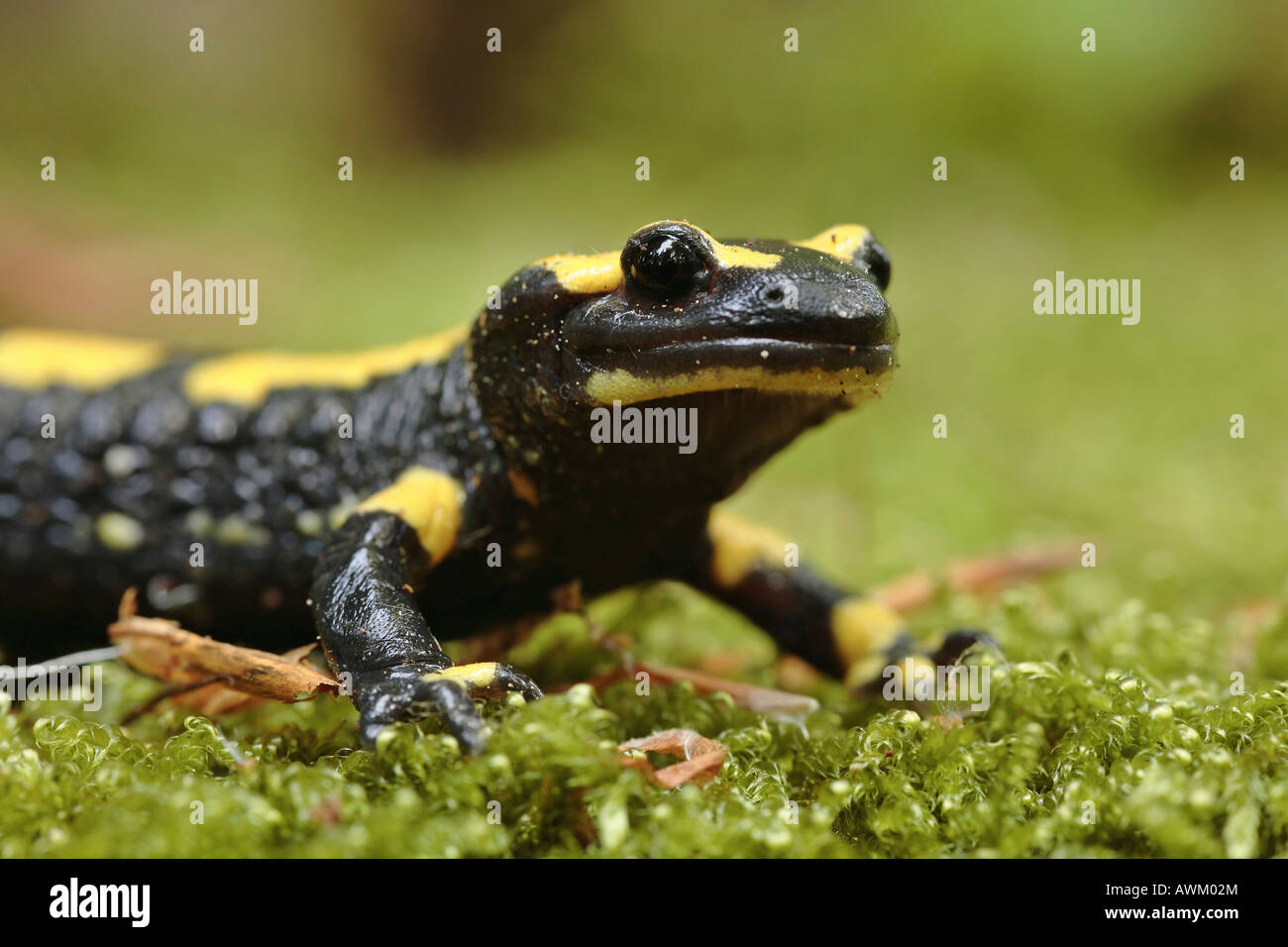 Salamandra pezzata (Salamandra salamandra) Foto Stock