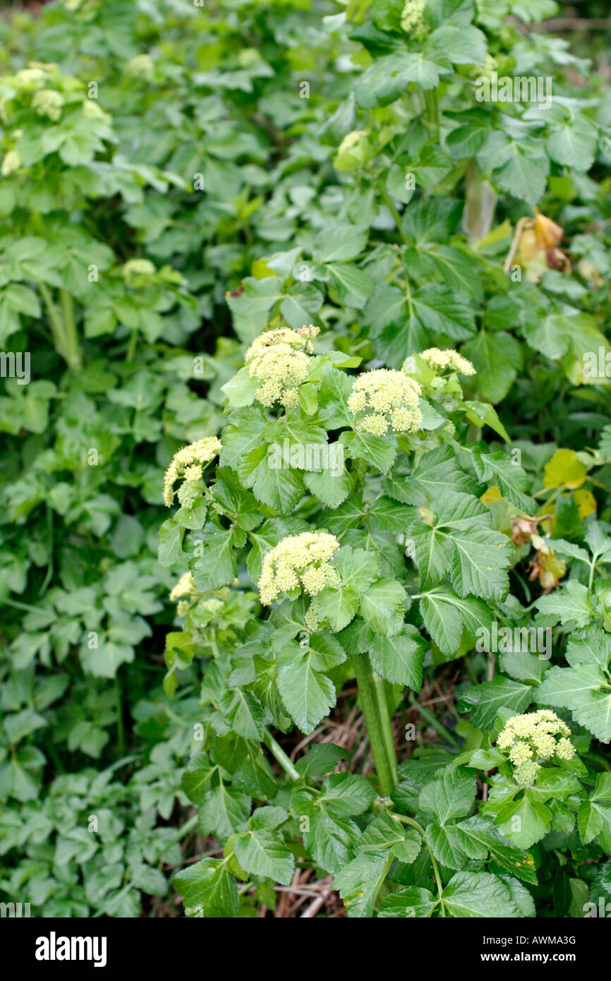 ALEXANDERS SMYRNIUM OLUSATRUM FIORITURA A metà marzo DEVON Foto Stock