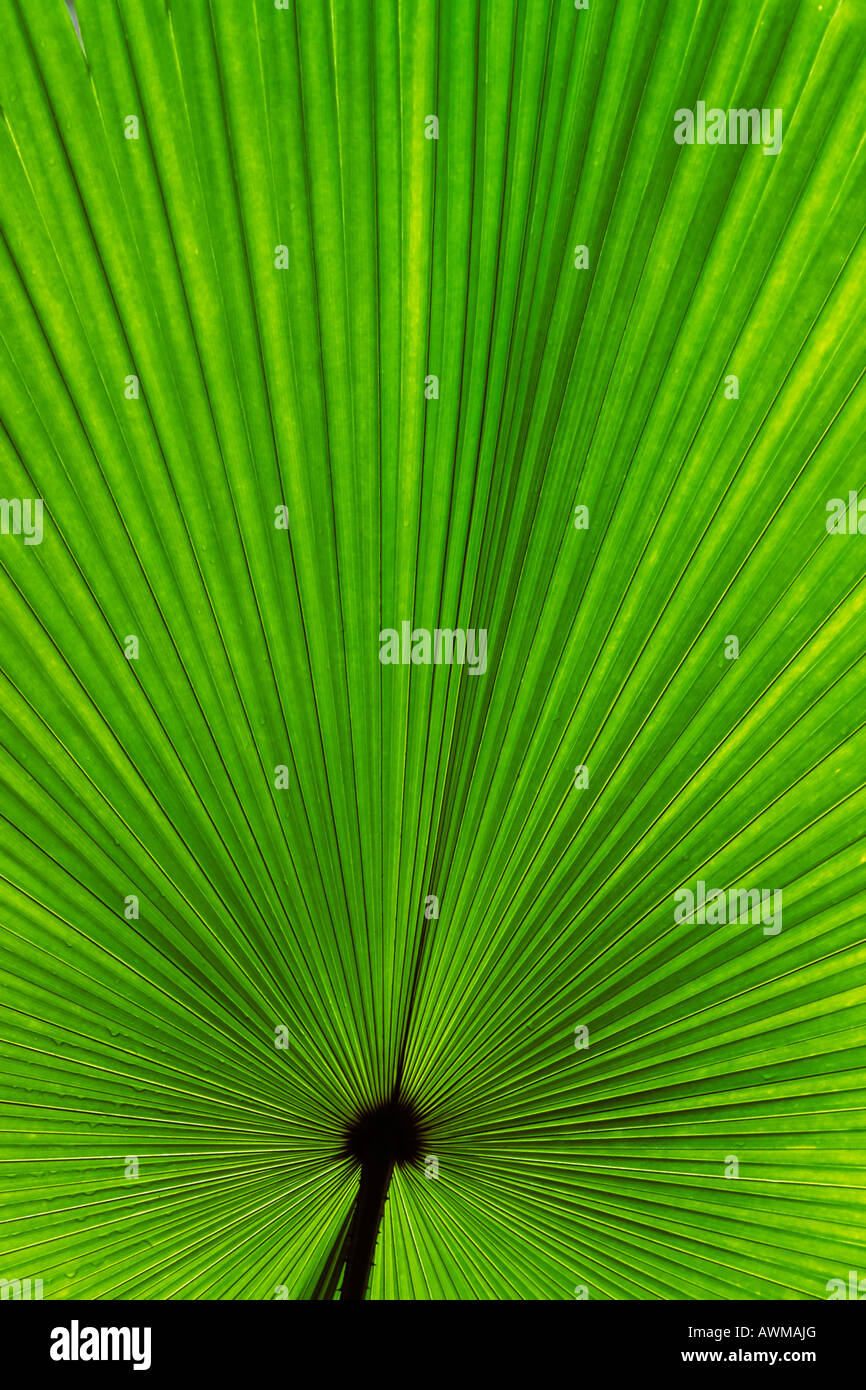 Di foglie di palma (Arecaceae), Vallée de Mai Riserva Naturale, Praslin, Isole Seicelle, Africa Foto Stock