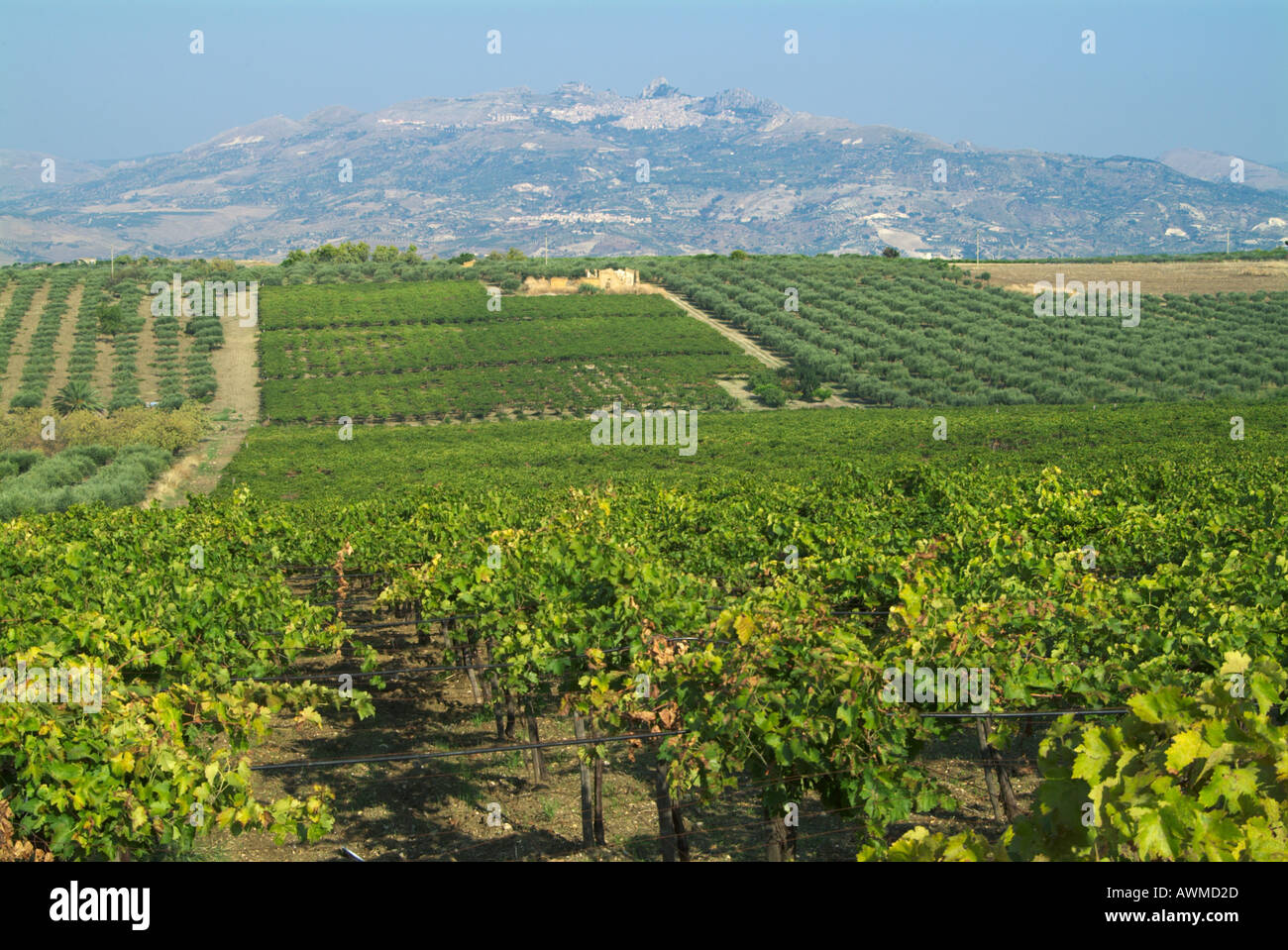 Montagna vicino a vigna, Monti Sicani, Isole Eolie, in Sicilia, Italia Foto Stock