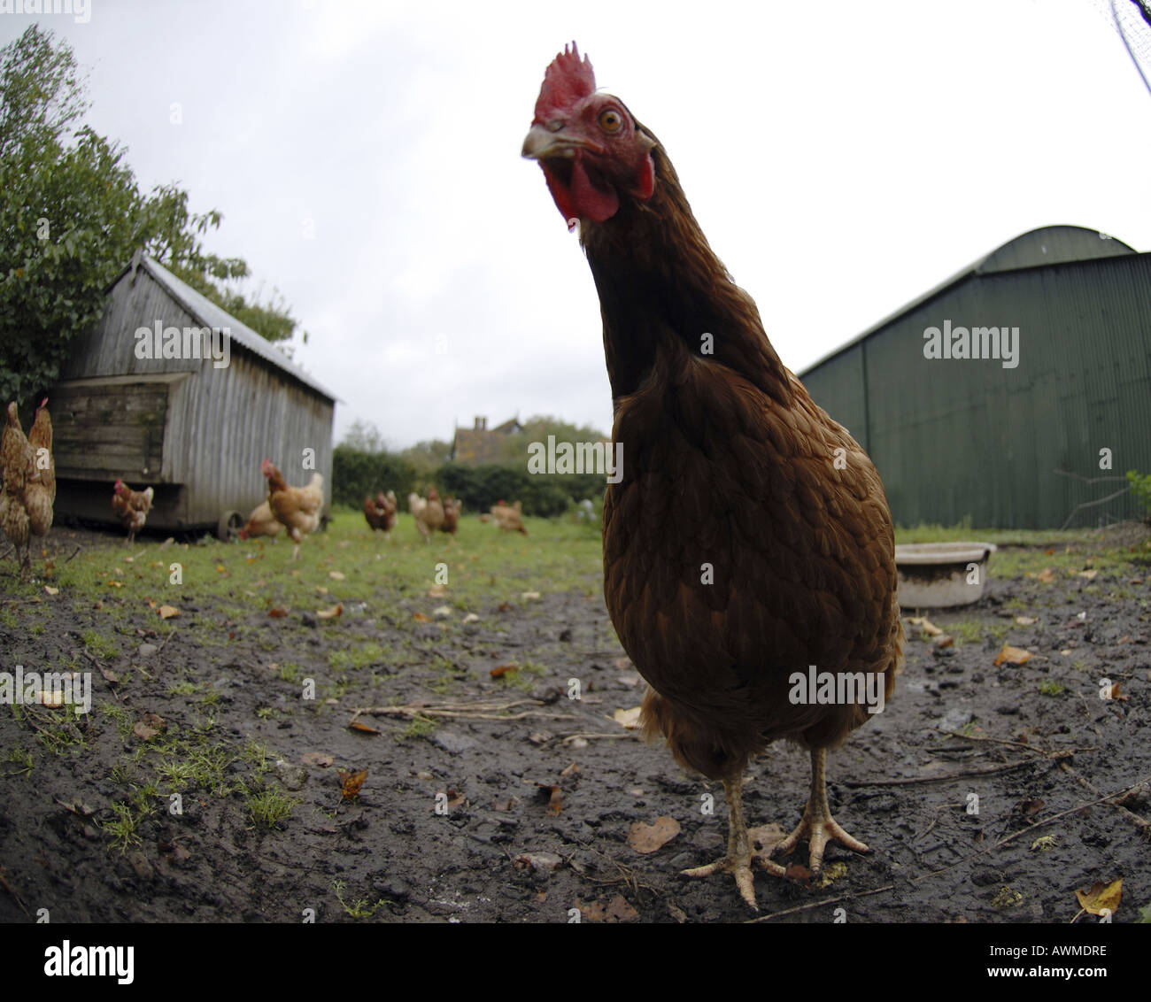 Polli ruspanti in una fattoria Bushley Worcestershire Foto Stock
