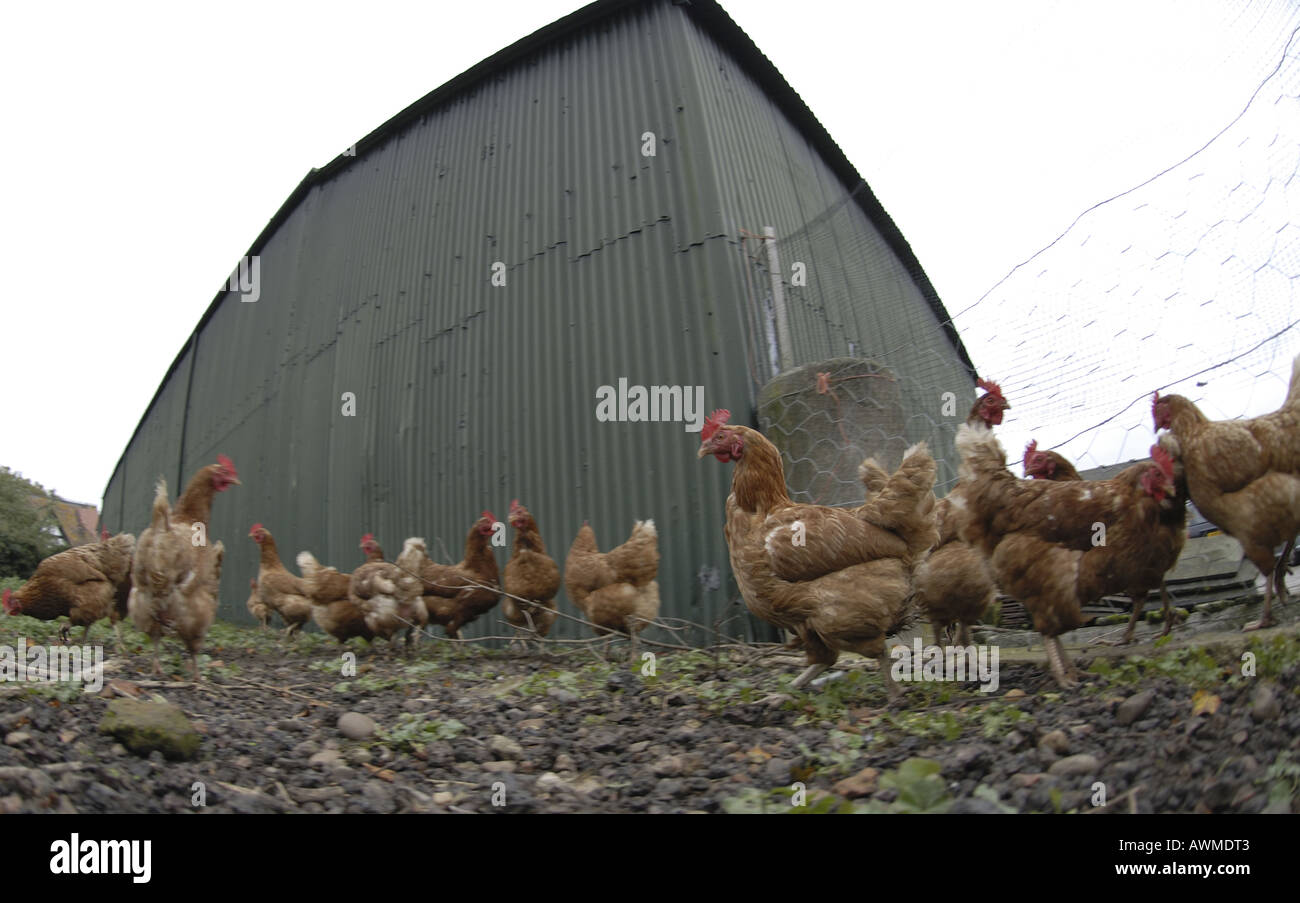 Polli ruspanti in una fattoria Bushley Worcestershire Foto Stock