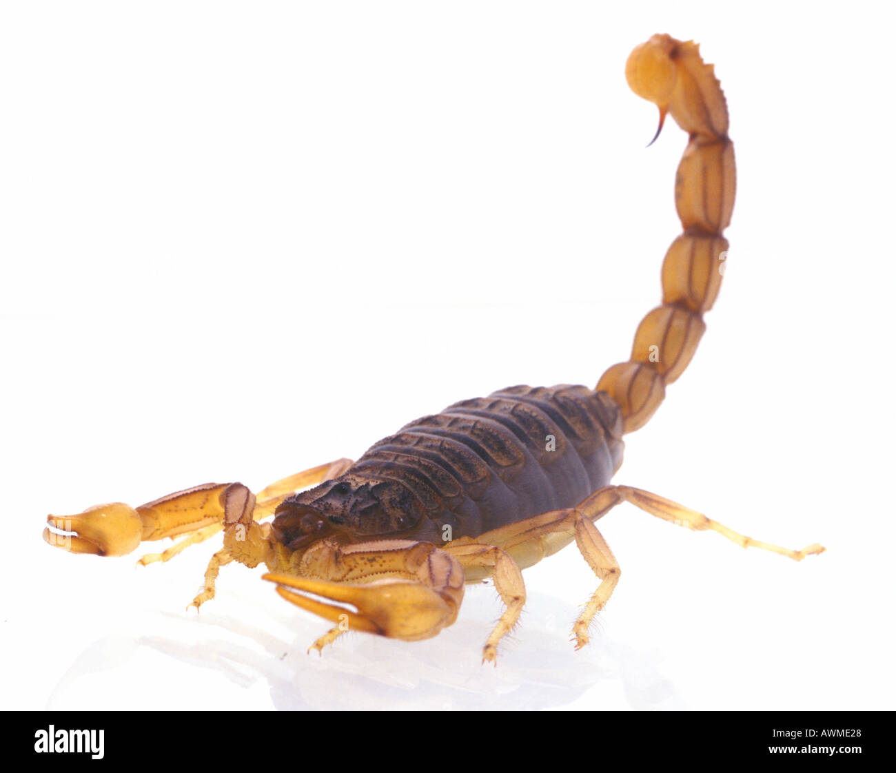 Close-up di Fat-tailed scorpion su sfondo bianco Foto Stock