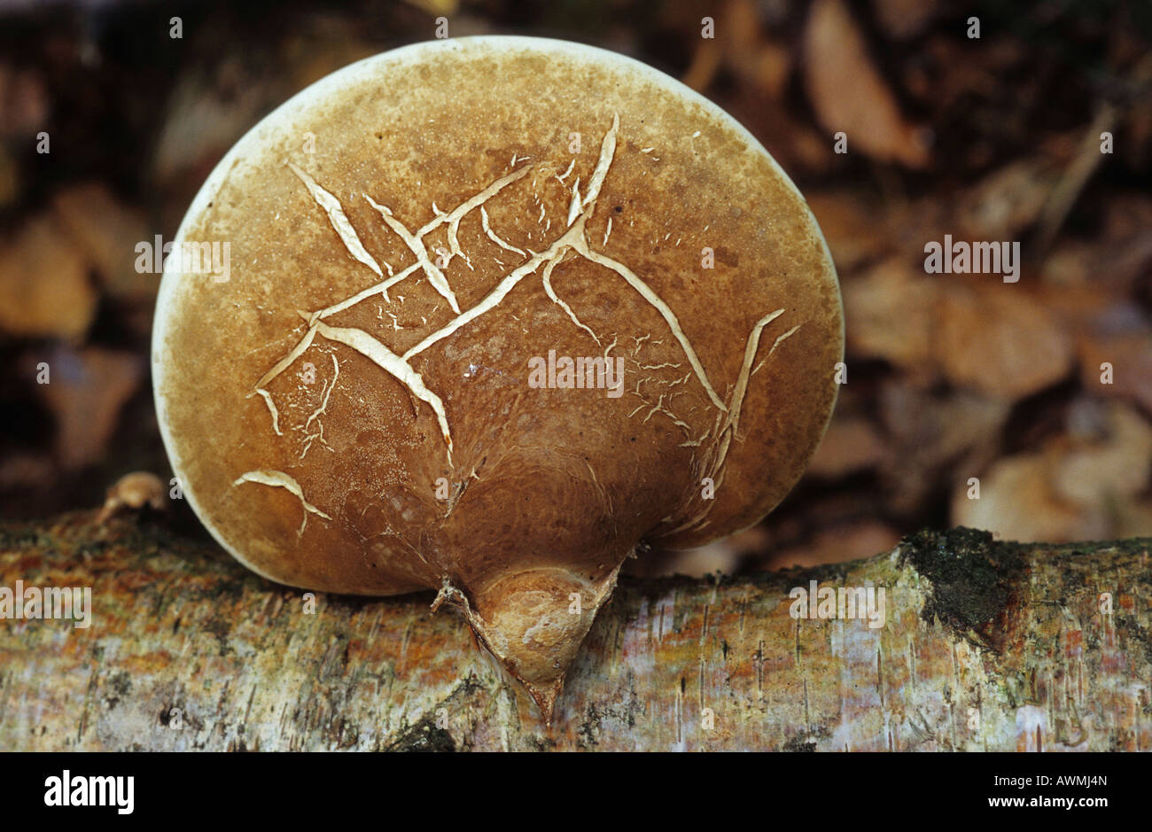 Staffa di betulla (Piptoporus betulinus), rasoio Strop Foto Stock