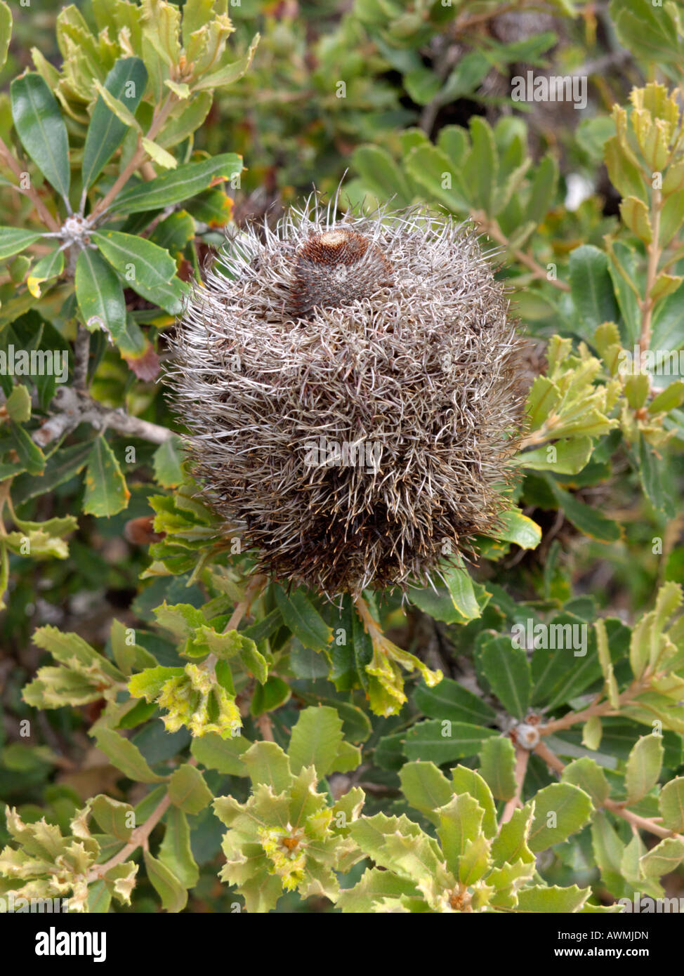 Banksia (banksia epica) Foto Stock