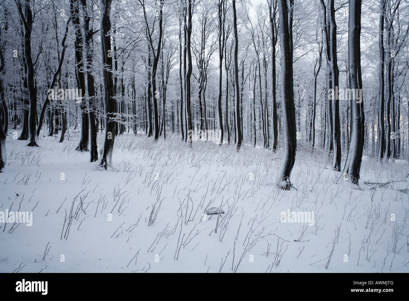 Foresta invernale su Mt. Kreuzberg, Rhoen gamma, Franconia, Baviera, Germania, Europa Foto Stock