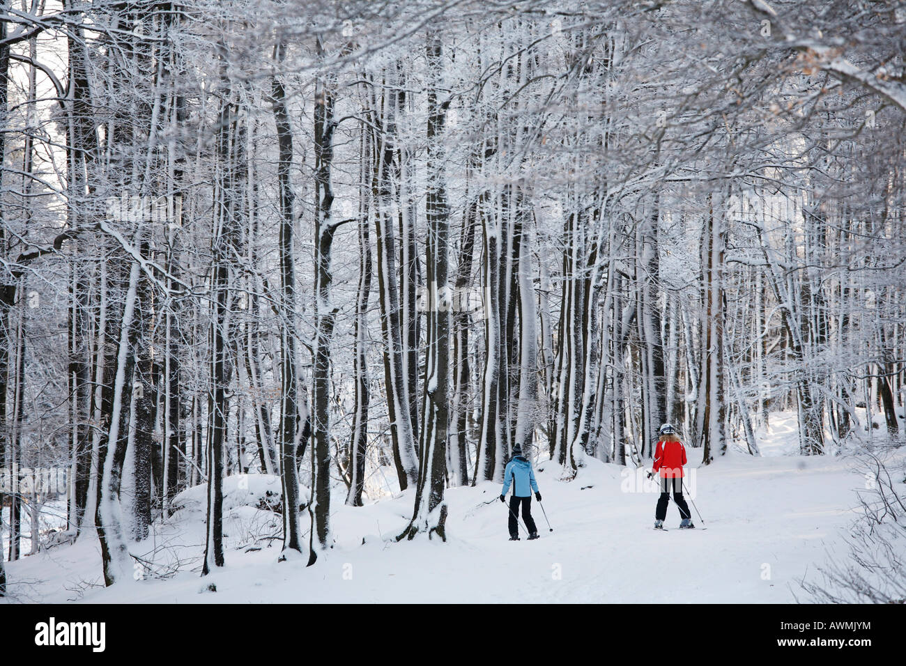 Gli sciatori sci attraverso il bosco invernale, Mt. Kreuzberg vicino a Bischofsheim, Rhoen montagne, bassa Franconia, Baviera, Germania, Europa Foto Stock