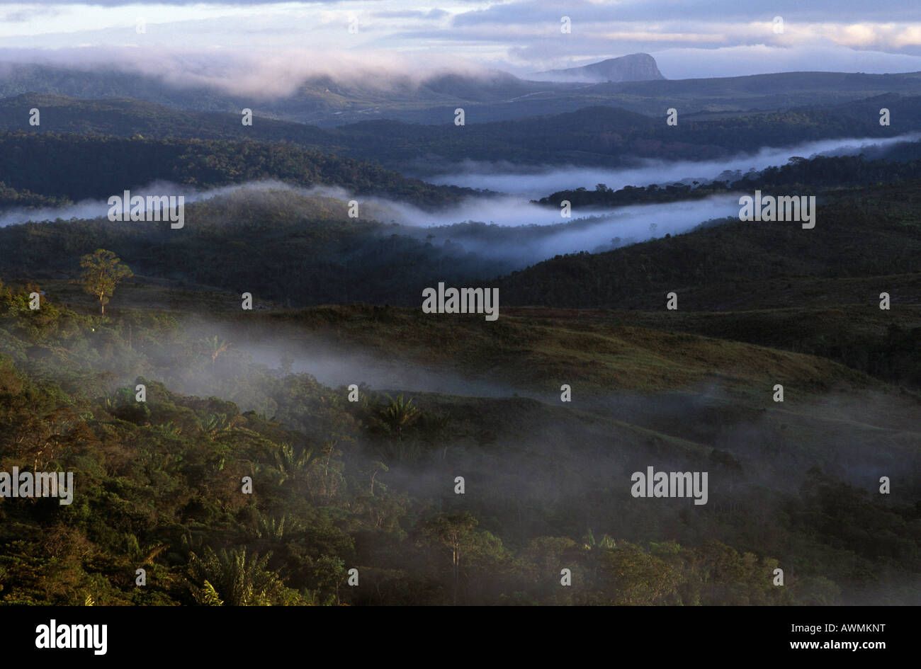 Nebbia di mattina su una savana paesaggio, El Pauji, Gran Sabana, Venezuela, Sud America Foto Stock