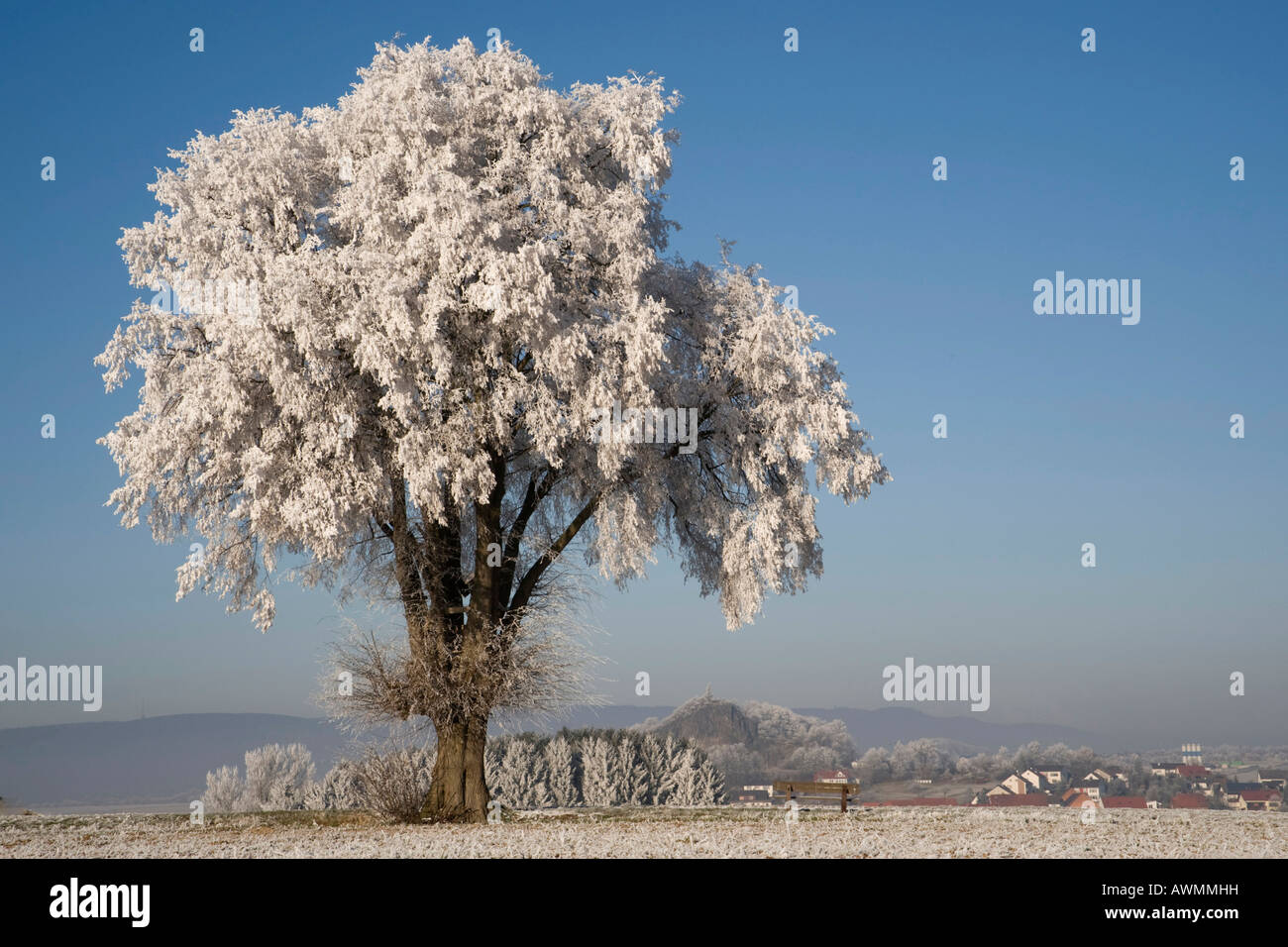 Frost-coperta di piccole lasciava in calce o tiglio (Tilia cordata), Haldorf, Nord Hesse, Germania, Europa Foto Stock