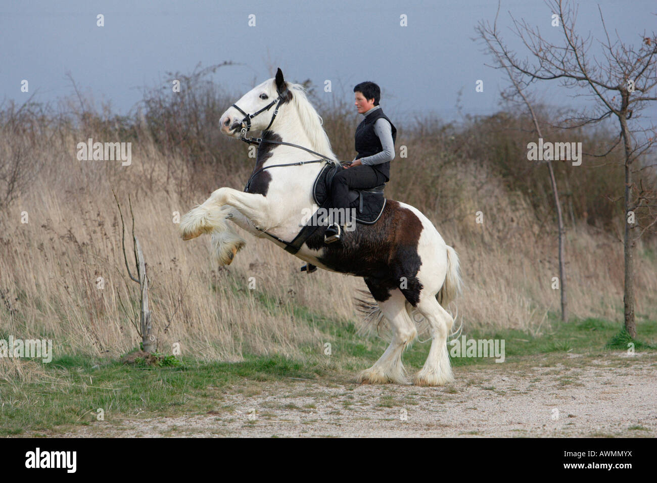 Lezioni di equitazione con Gypsy Vanner o Gypsy Cob Foto Stock