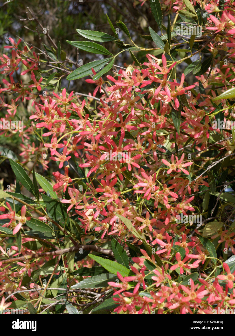 Nsw natale bush (ceratopetalum gummifera) Foto Stock