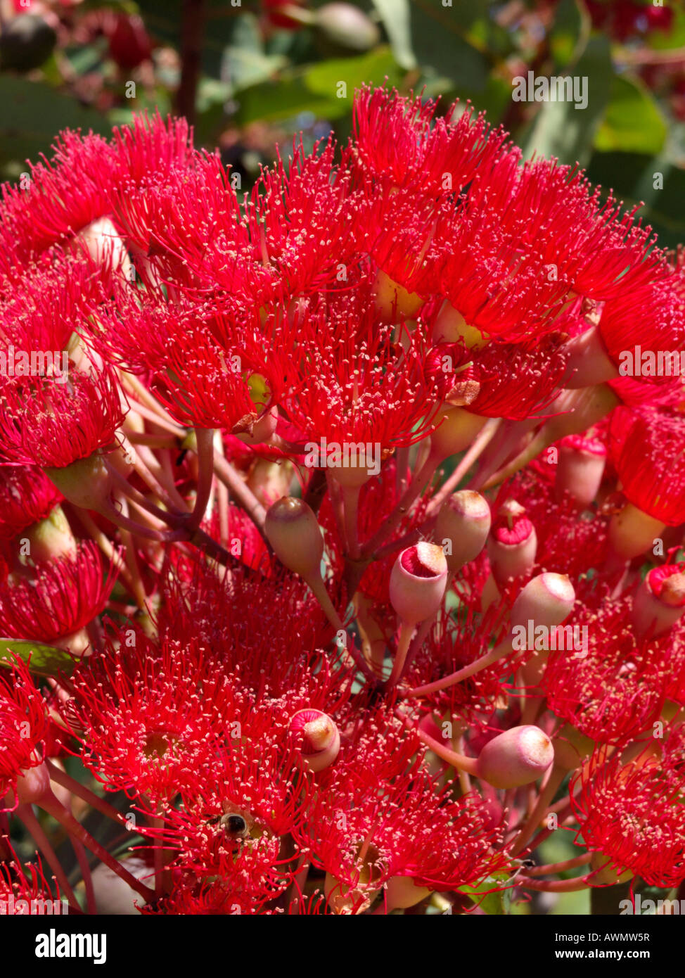 Fioritura rossa gomma (corymbia ficifolia 'wildfire rosso' syn. Eucaliptus ficifolia 'wildfire rosso') Foto Stock