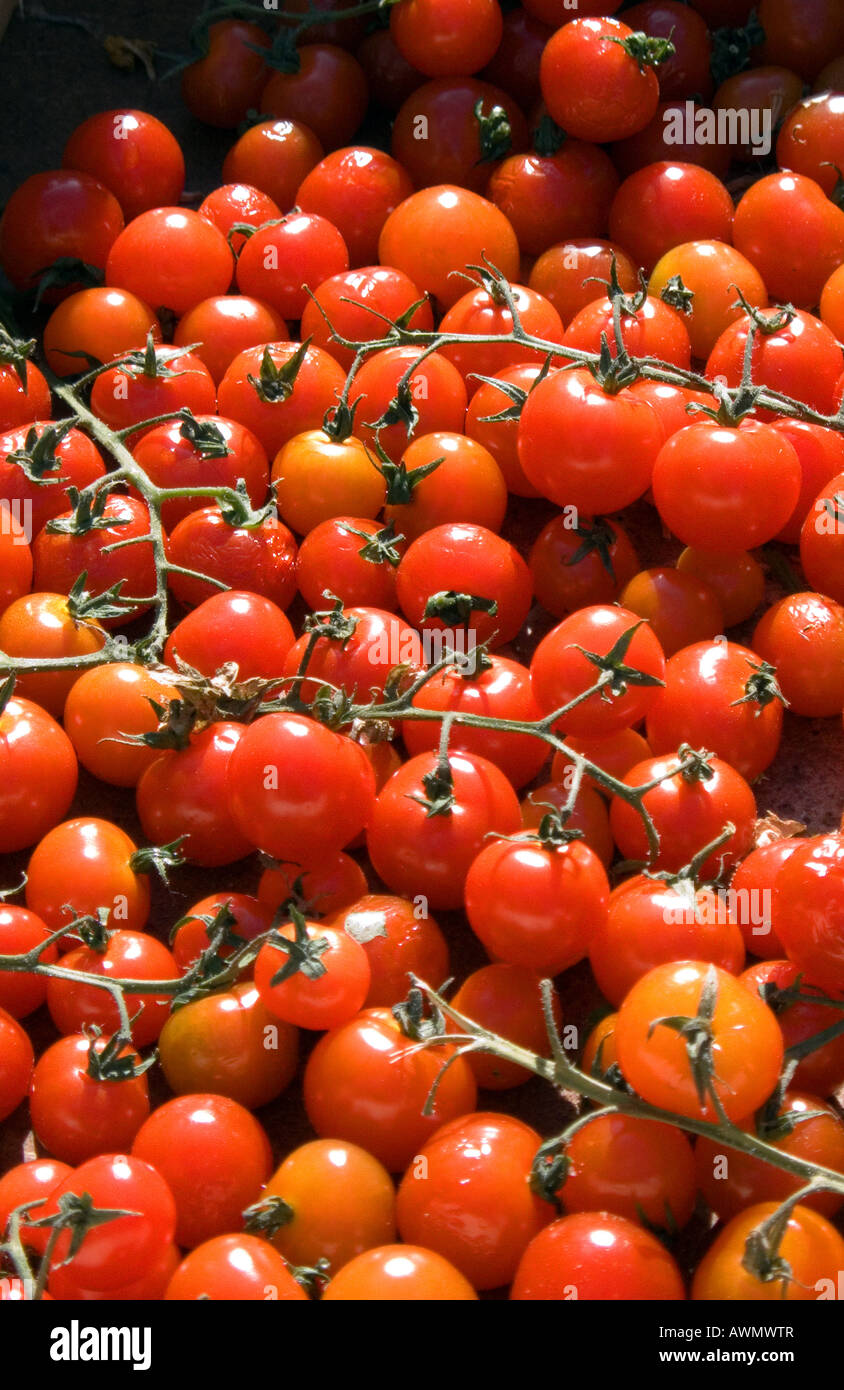 Vite di pomodori maturi Foto Stock