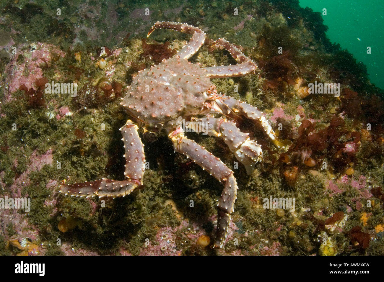 Red king crab (Paralithodes camtschatica). Mare di Barents, Russia Foto Stock